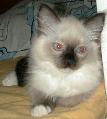 Josie
