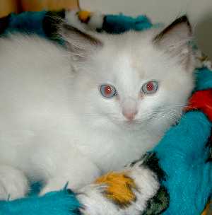 Oliver