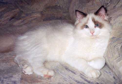 Konan, photo by G. Pavlova