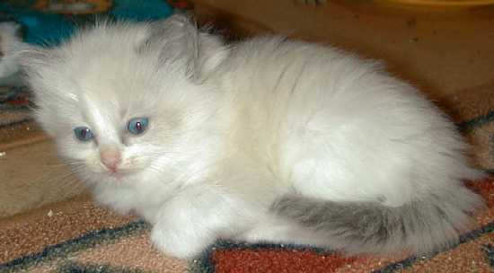 Lila