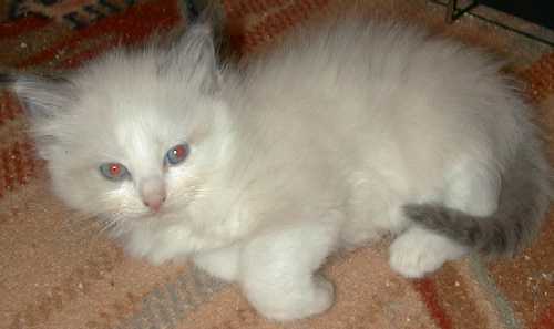 Gabriel