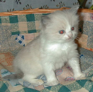 Liina