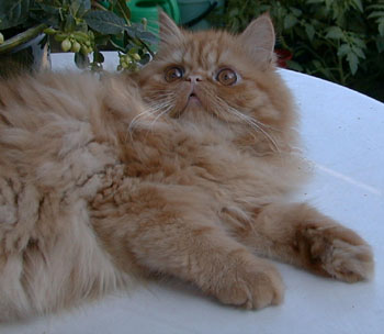 Martin