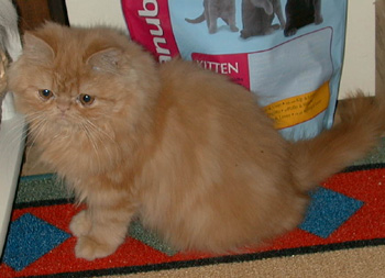 Martin