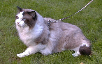 Migi four years old