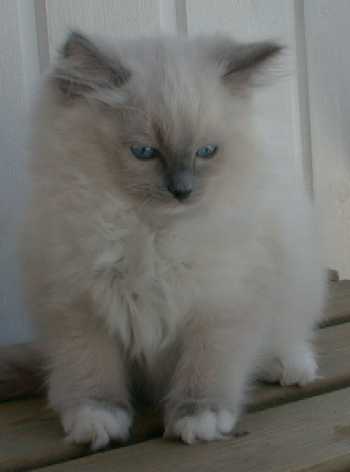 Nelli