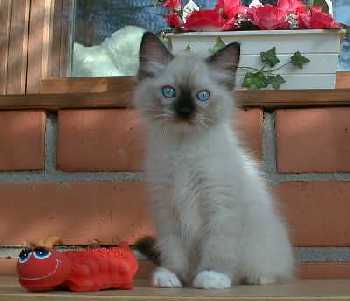 Romeo