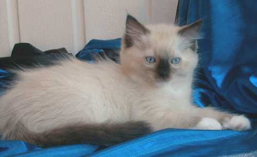 Ossi