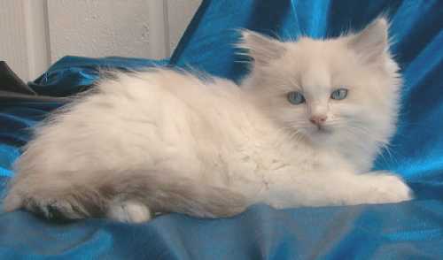 Ossi
