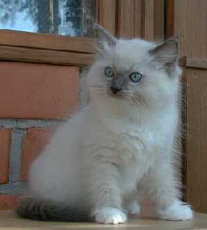 Onni