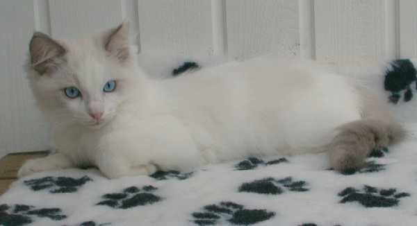Purri