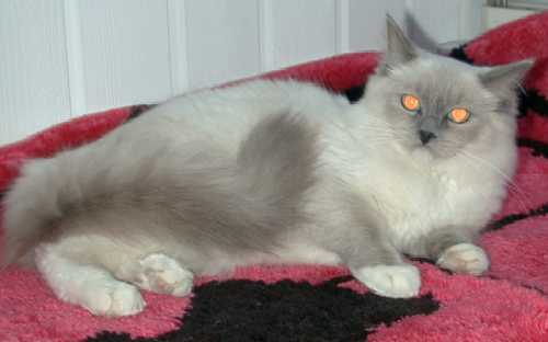 Lea, half year old in this photo