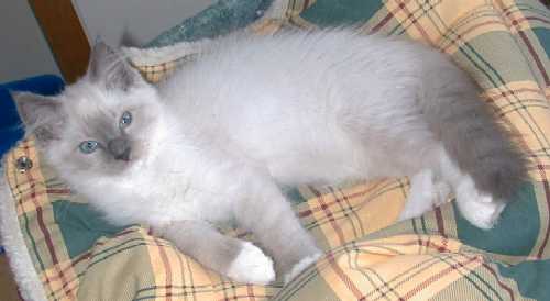 Laku