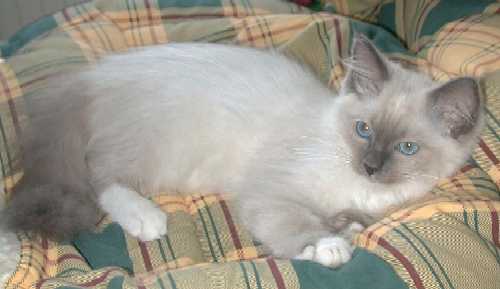 Kassu/Kasimir