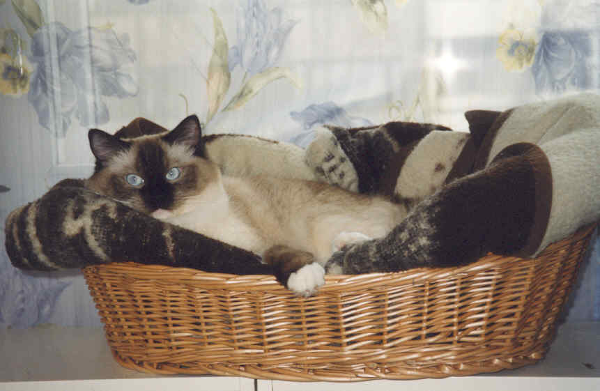 Ronja, photo by Milla Lammi