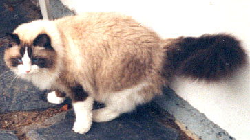 Roope, photo by Maria Sarkio