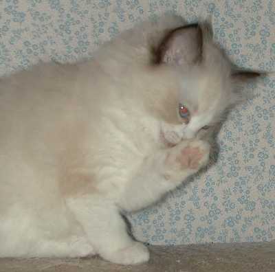 Rosie