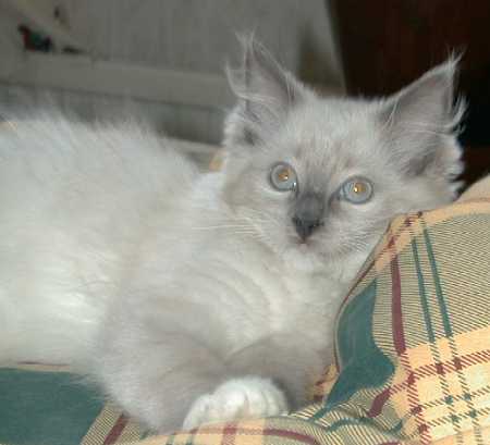 Ronja