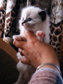 Photo of seal mitted girl