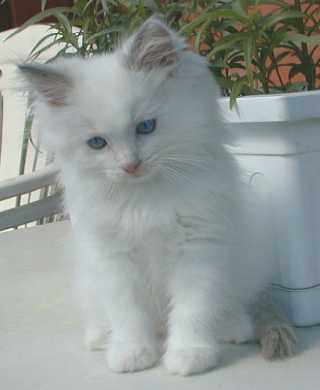 Roope