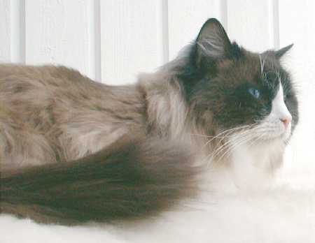 Teo-Teodor