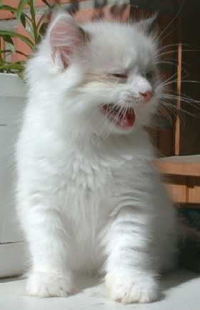 Tilli