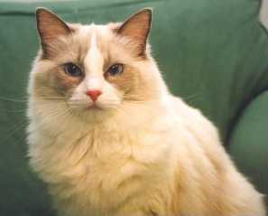 Vivian, photo by Tarja Salo