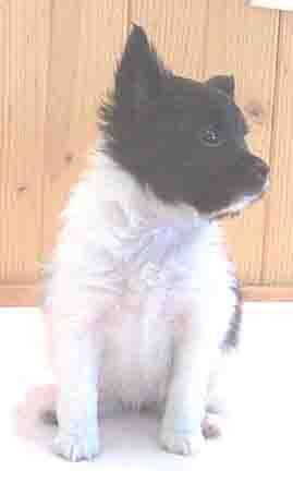 Hobbithall Chiana