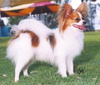 Australian Champion Farfalla Joshua