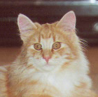 GDG Champion Miwahni Kosiosko