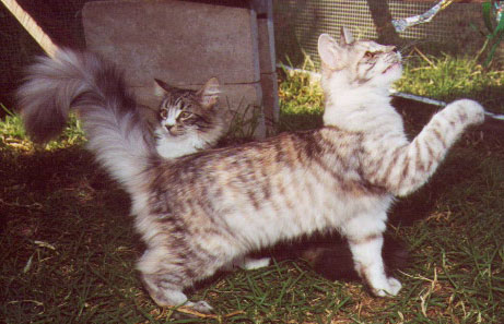 Miwahni Sylva