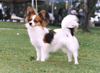 CH Yomar La Loup