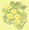 Primroses by Hobomouse