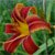 Day Lily