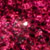An Explosion of Rose Petals