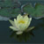 Water Lily