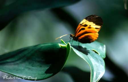 ButterflyonLeaf