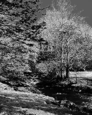 LateSpring