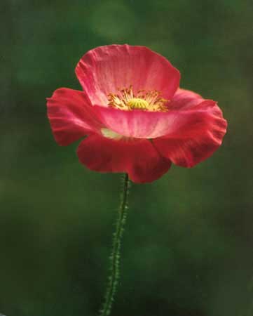 Poppy1