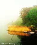 MorningDew
