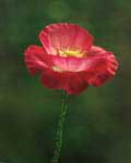 Poppy1