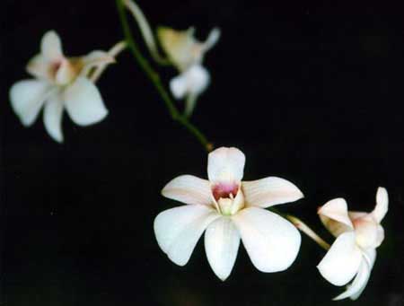 Orchid