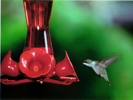 Humming Bird