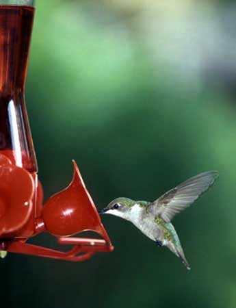 Humming bird