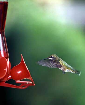 Humming