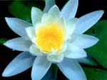 Lilies