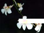 Orchid