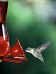 Humming