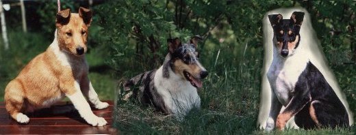�rets Hund 1999