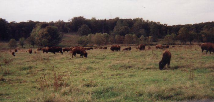 Buffalo